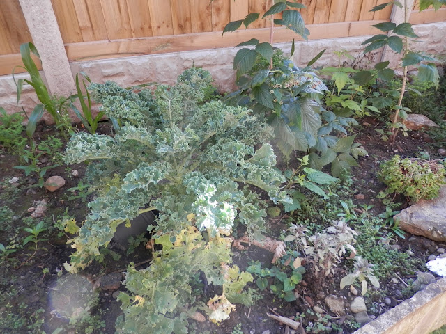 Diary of a suburban food garden, September 2016. My front garden raised bed, tiny fruit trees, and winter sowing.  secondhandsusie.blogspot.com #gardening #suburbangarden #polyculture #ediblegarden