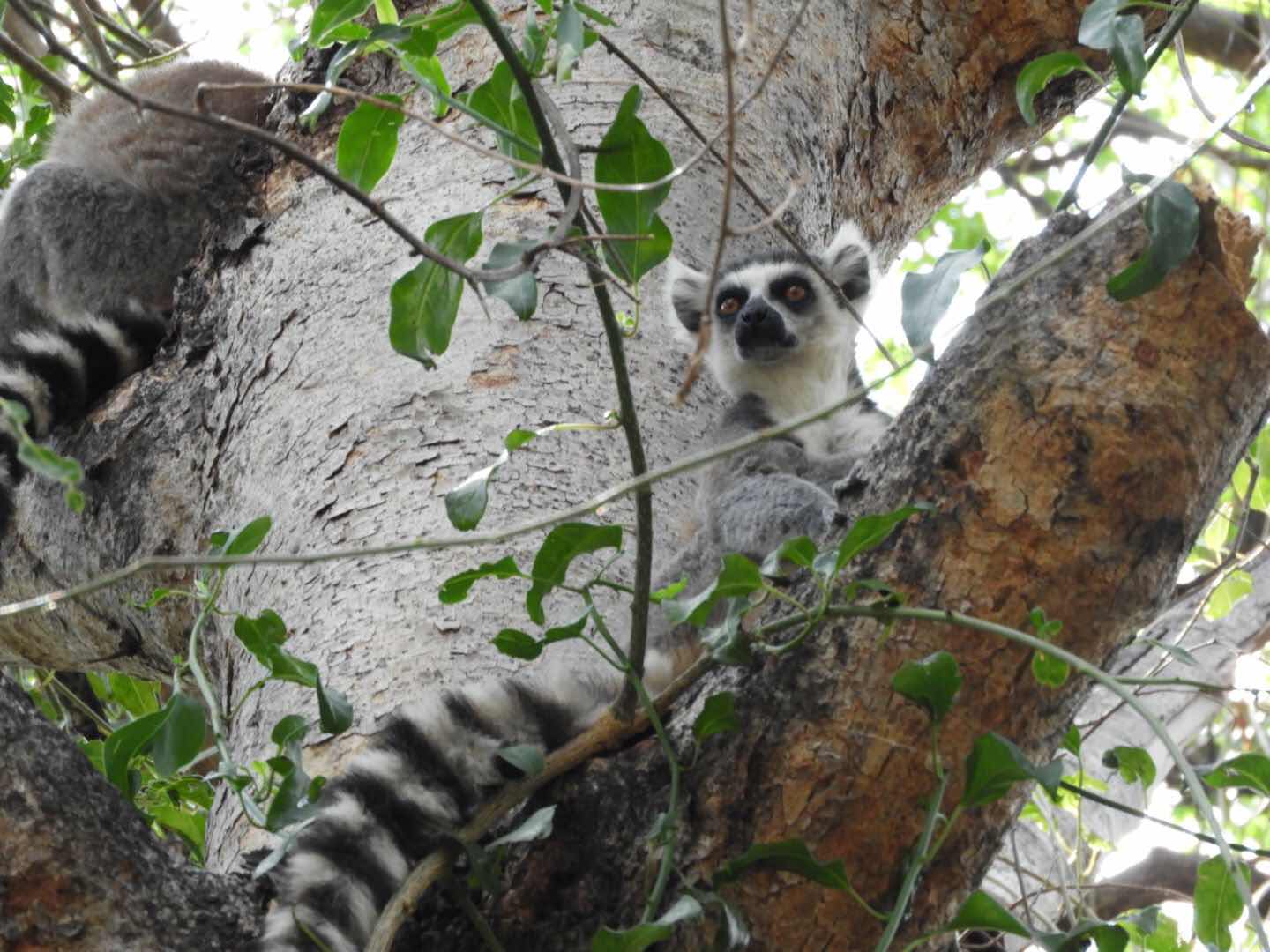 Ringstaartmaki - Tsaranoro - Madagascar