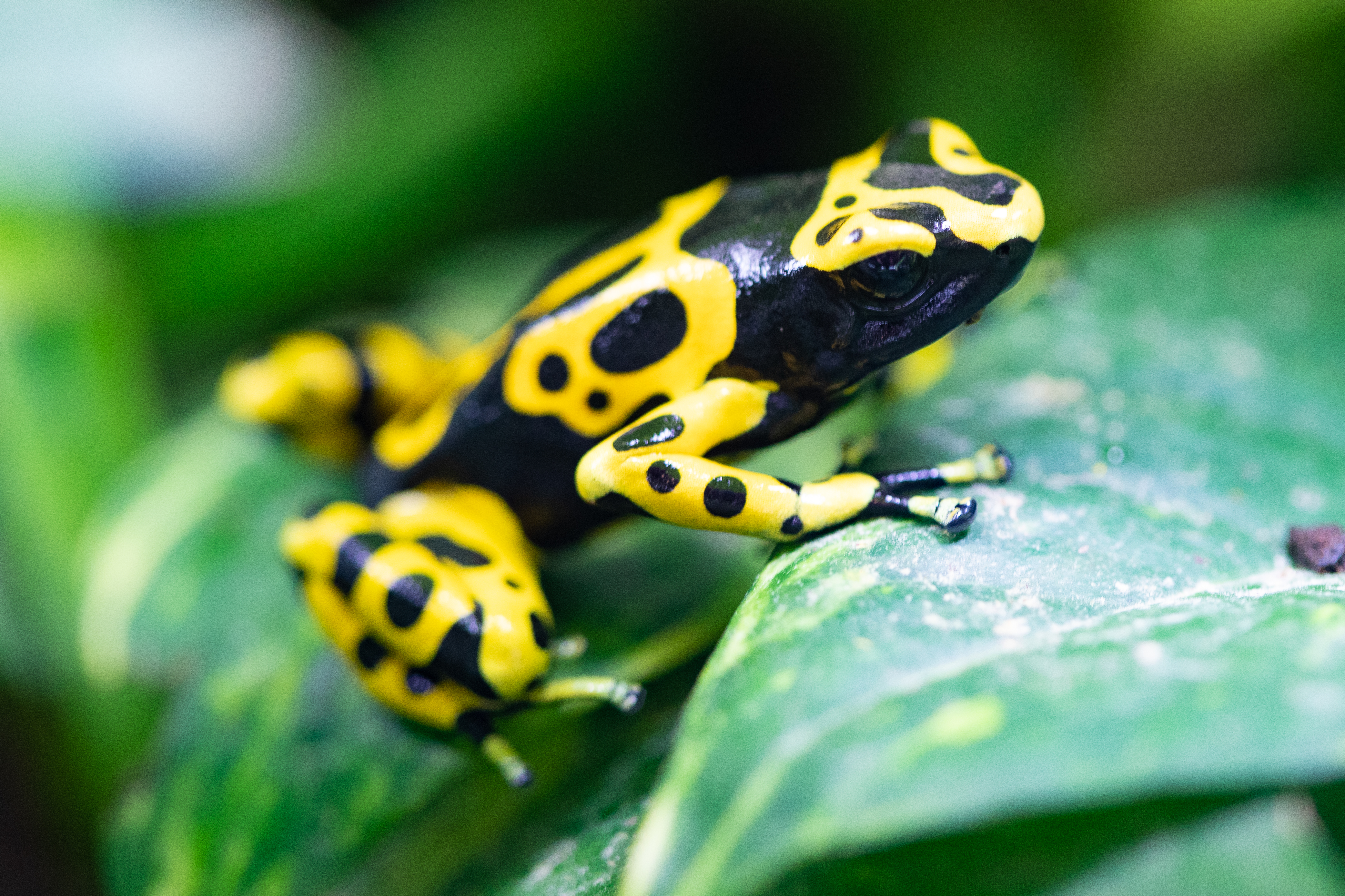 Poison dart frogs are cool, colorful and have a warning for potential predators: stay