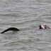 Lontra é flagrada se alimentando na barra do Rio Tramandaí