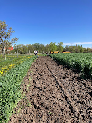 Plowed field row with people raking the soil