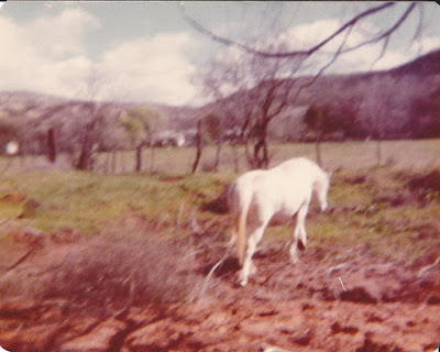 Horse - Tickaboo Ranch - Camp Verde, Arizona