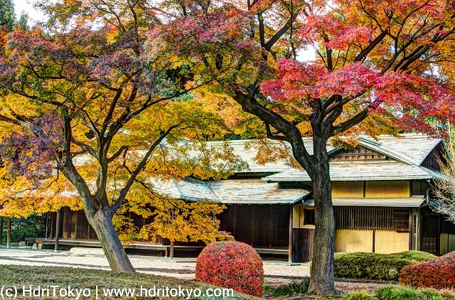 an old Japanese style architecture, Japanese maple trees with red and yellow leaves.