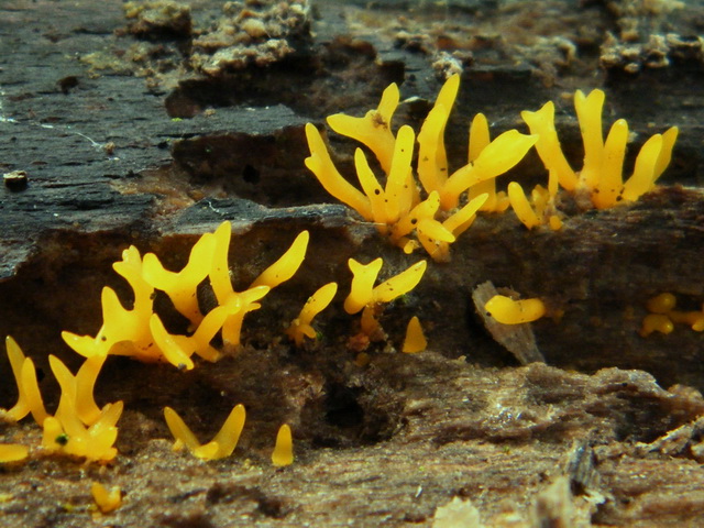 Calocera cornea