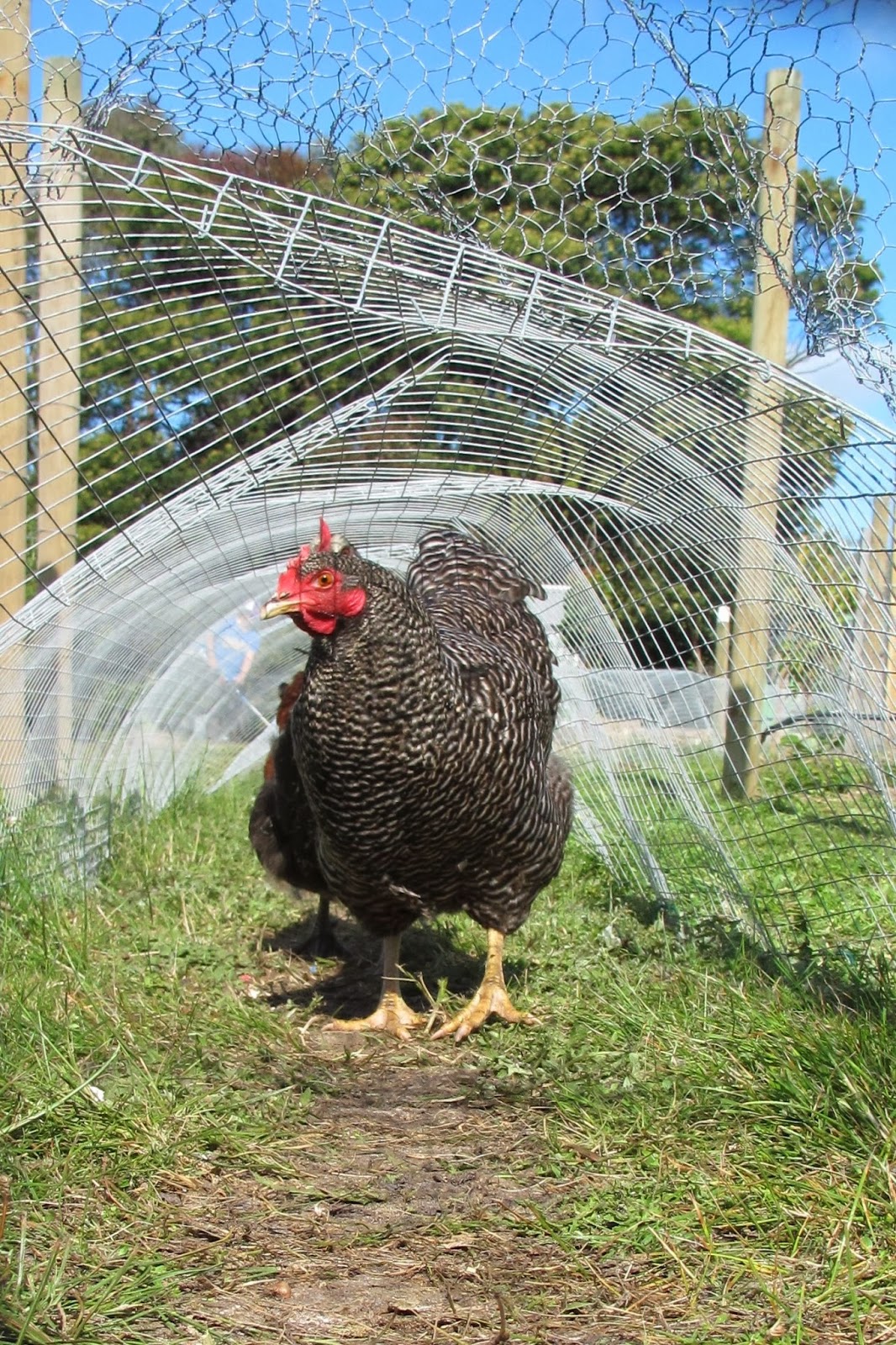 My Big Backyard The Chook Tunnel