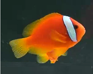 tomato clown fish