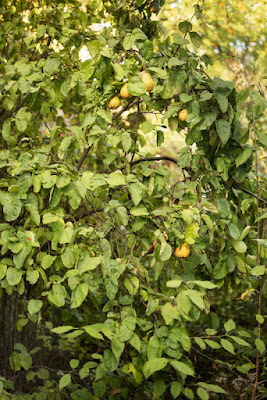 Quitten am Baum - © Kerstin Matijasevic