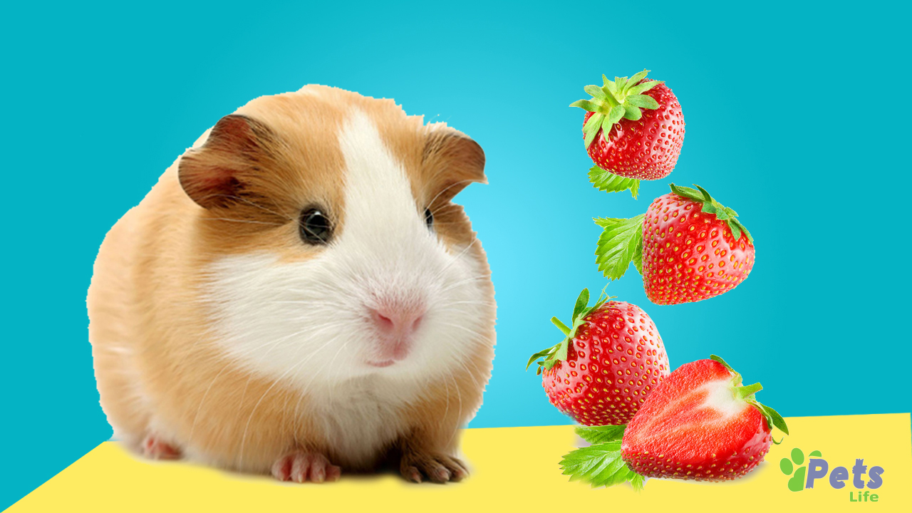 Can-Guinea-Pigs-Eat-Strawberries