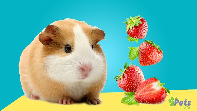  Exploring the Sweet Side: Can Guinea Pigs Eat Strawberries