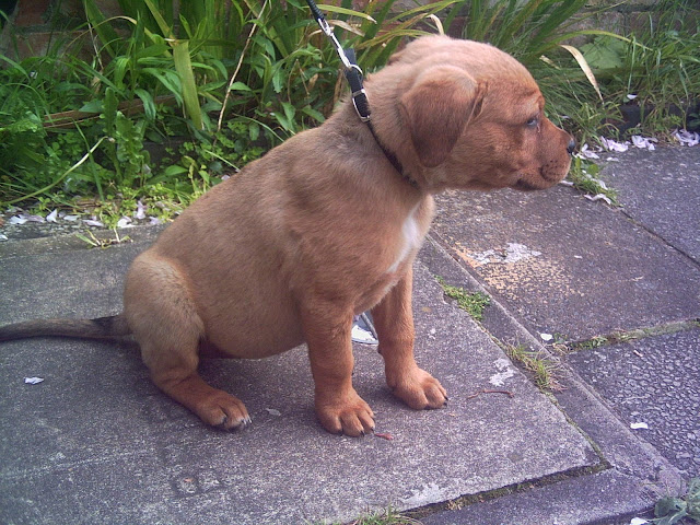 Sheba aged 10 weeks