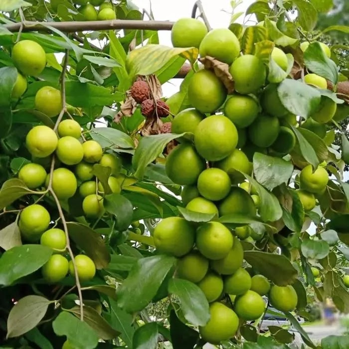 bibit pohon apel putsa india mudah dirawat Tanjungbalai