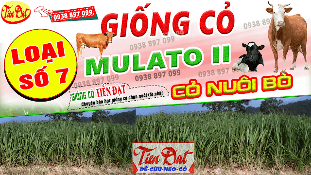 9 Loại giống cỏ nuôi bò năng suất cao nhất tại Việt Nam