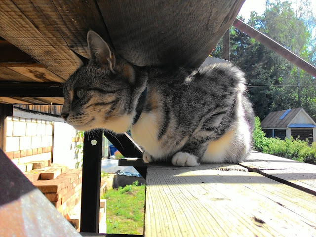 дачный кот в ошейнике от клещей