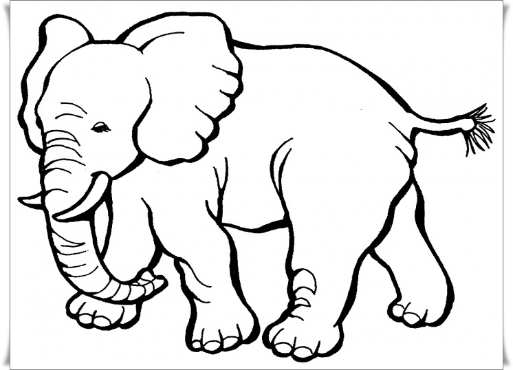 Ausmalbilder Zum Ausdrucken Ausmalbilder Elefant