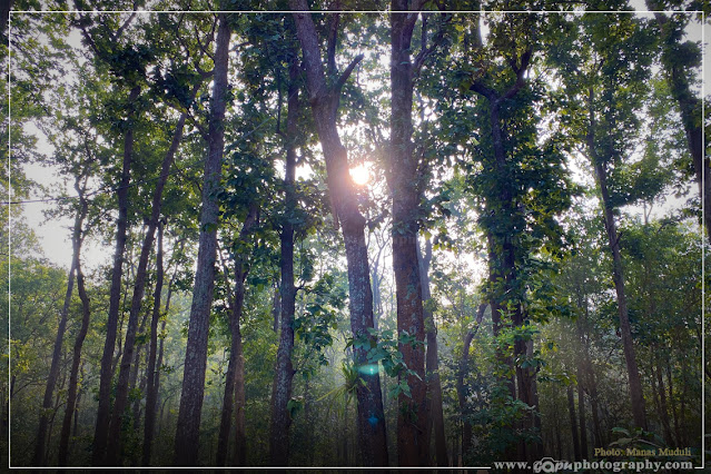 Similipal Forest of Mayurabhanj, Odisha