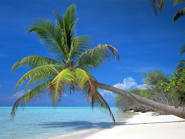 Palmeras Beach Palm Tree