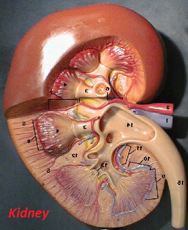 kidney