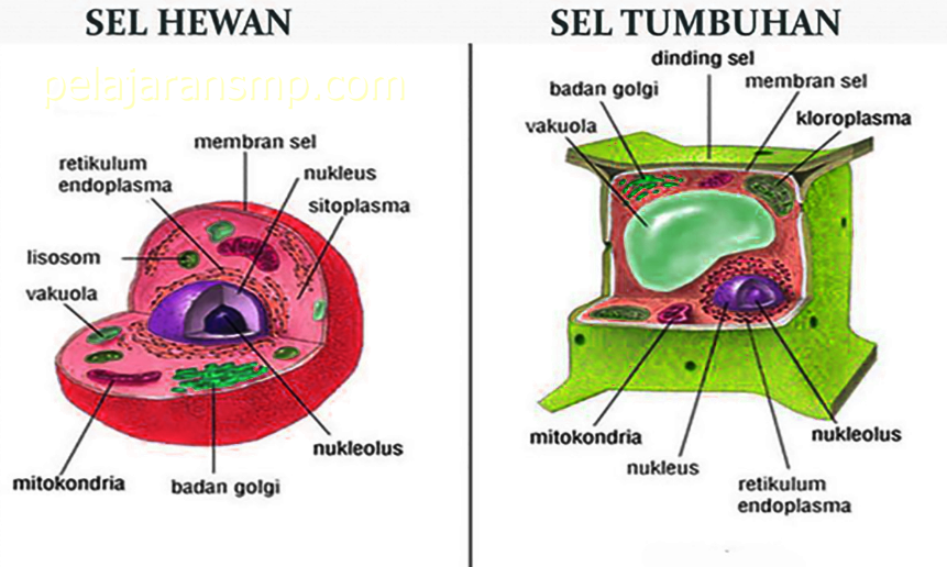 Materi Organisasi Kehidupan Fungsi Sel Sistem Organ 