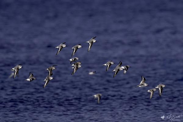 Sanderling
