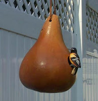 Gourd Bird Feeders