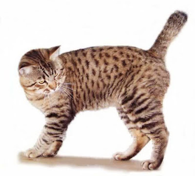 Foto Kucing American bobtail