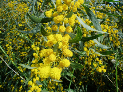 Guía de ÁRBOLES ORNAMENTALES