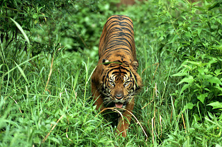 gambar harimau