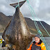 In Iceland, a fisherman caught a giant halibut weighing 220 