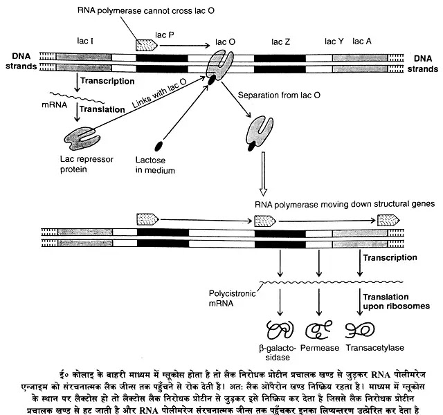 पूर्वकेन्द्रकीय तथा सुकेन्द्रकीय कोशिकाओं में जीन प्रकटन का नियमन|hindi