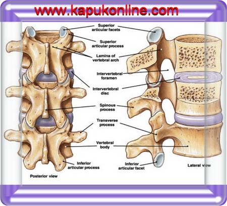 Low Back Pain (LBP)