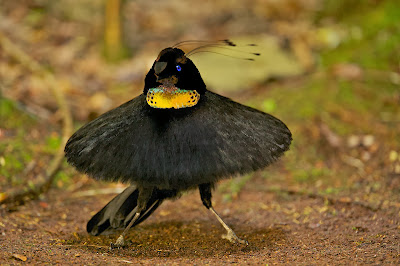 Western Parotia, Bird of paradise, Paradisaeidae Family.