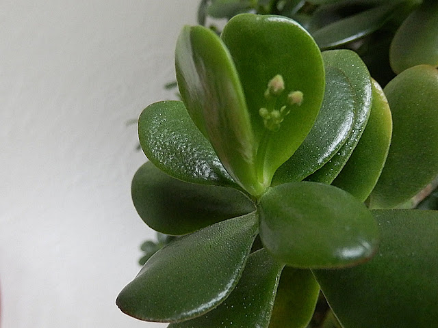 Money Plant Jade close up