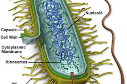 Ciri-Ciri dan Sifat Bakteri yang perlu kalian Ketahui