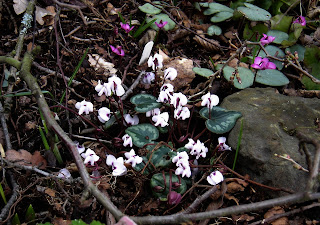 Cyclamen coum subsp. coum f. pallidum