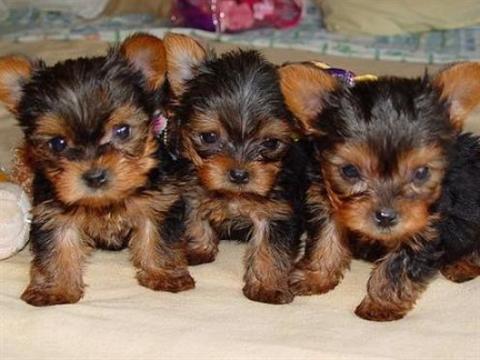 Yorkshire Terrier