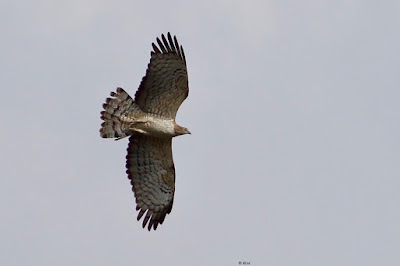 Oriental Honey-buzzard