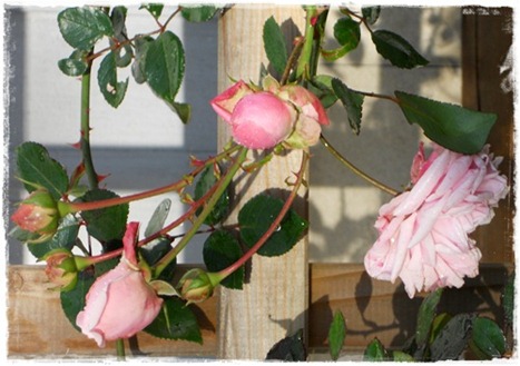 5 sista rosen