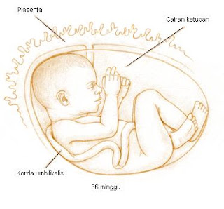 Kehamilan  ialah suatu keadaan dimana janin dikandung di dalam tubuh perempuan Seluk Beluk Kehamilan