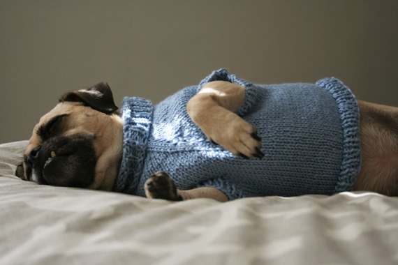 DogSweater1 DogSweater1