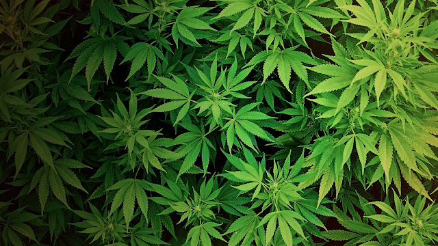 Marijuana Wallpapers  January 2016