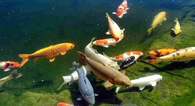 Identifying Fish Problems/Diseases In The Pond Before It’s Too Late