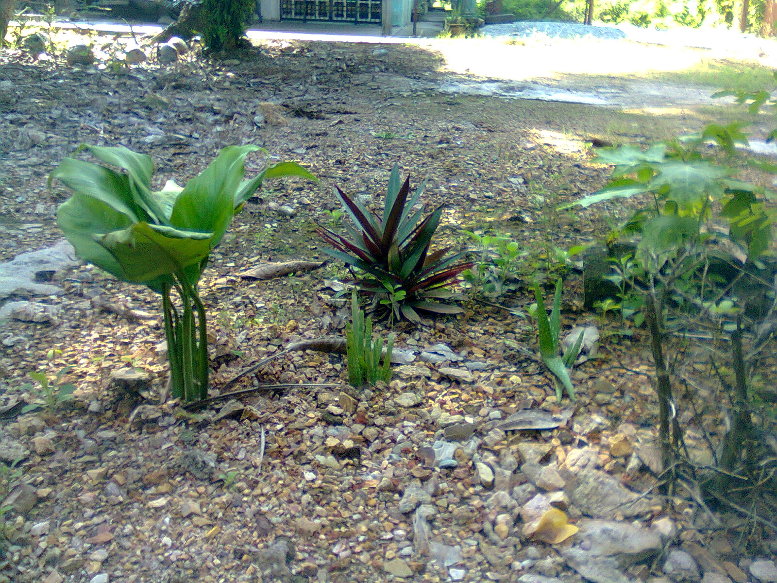 aku kehidupan ini pokok hiasan  di  luar  rumah 