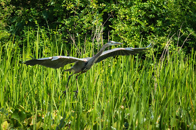 Great Blue Heron, Beaver Marsh, Cuyahoga Valley National Park