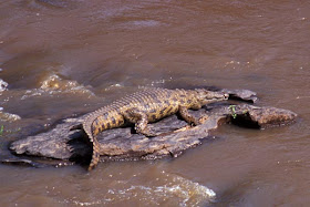 cocodrilo del Nilo Crocodylus niloticus reptiles de África