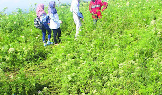 Kebun Wortel Rusak karena Dijadikan Tempat Selfie, Petani Rugi Rp 120 Juta