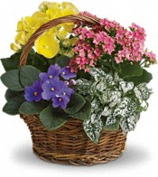 spring flowers basket