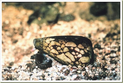 Marbled Cone Snail