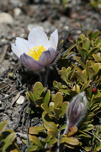 カナダの森で 花の図鑑 1 クロッカス カナダの森で 花の図鑑 1 クロッカス