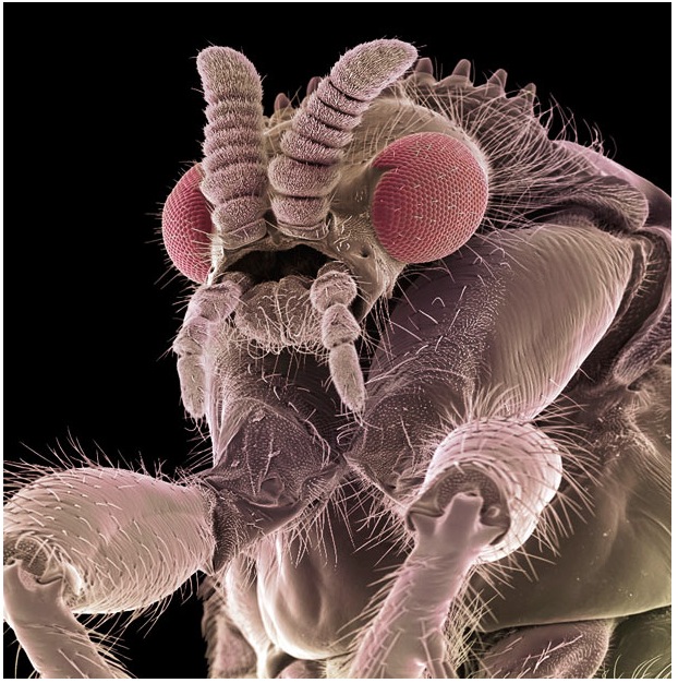 grey حياة حشرة تحت الميكروسكوب   تفاصيل للحشرات لم تكن تعرفها قبل ذلك