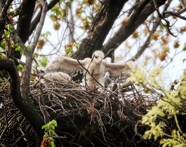 Tompkins Square red-tailed hawk nestling stretching its wings..